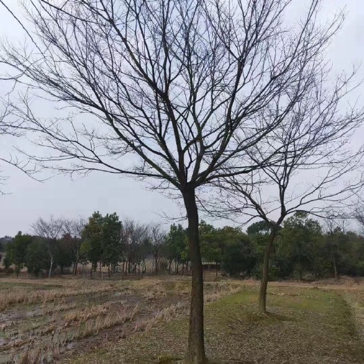 南京 18公分朴树