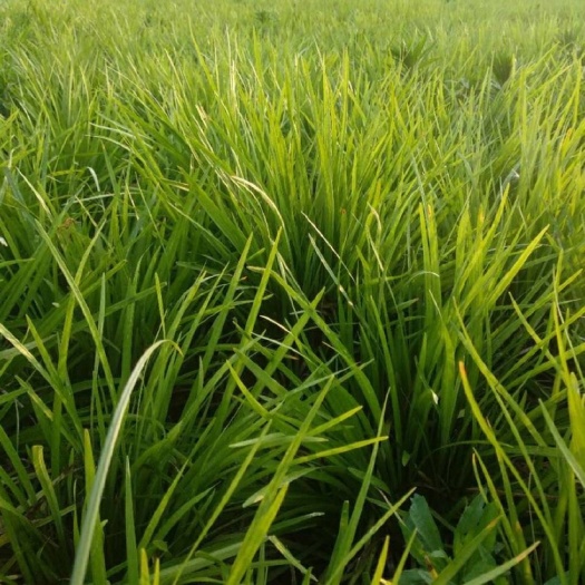 曹县 大量出售麦冬草 长期供应