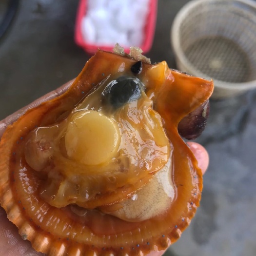 湛江 鲜活黄金扇贝 精选规格全壳黄金贝 养殖基地一手货源