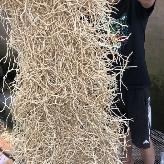 当阳市 鱼腥草 现挖 基地直发 产品分级 全年有货
