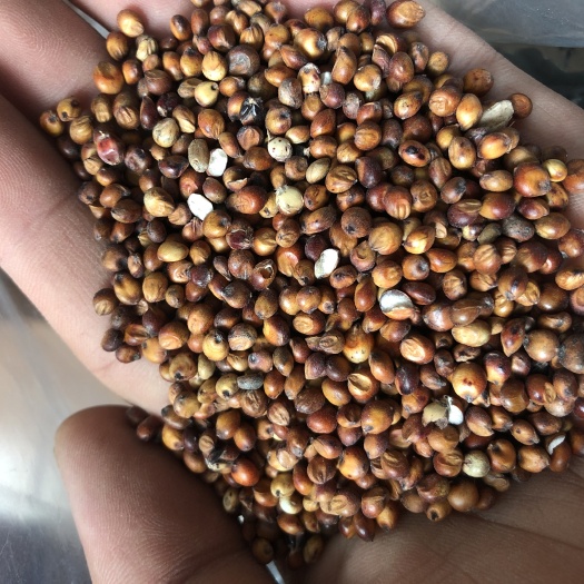 红高粱  一手货重庆自提￼