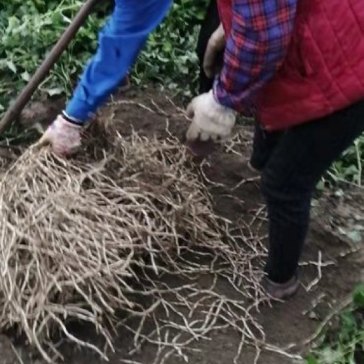 沛县鱼腥草根