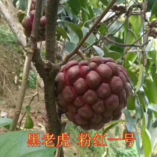 灵山县粉红黑老虎苗  黑老虎苗