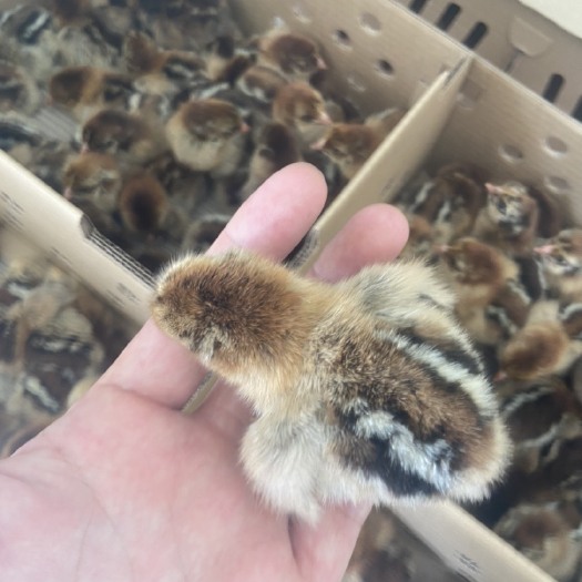 广州麻鸡苗  青脚麻大种混合苗，生存能力强，肉质鲜美，市场前景很好