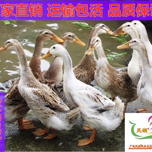 遵义蛋鸭苗 包质量 运输包路损