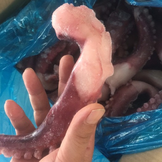 北海网红脆口章鱼足