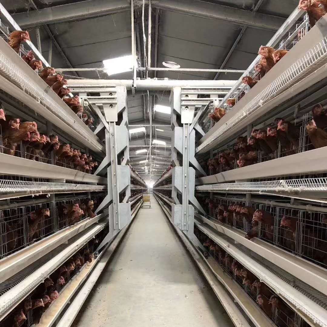 养殖设备 本公司生产销售全自动养鸡设备,各式蛋鸡笼,肉鸡笼,育雏笼