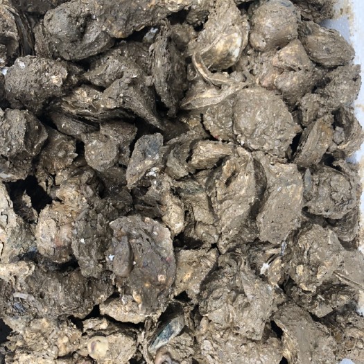 佛山广州生蚝 台山生蚝一口蚝烧烤蚝高压锅蚝网红特大蚝