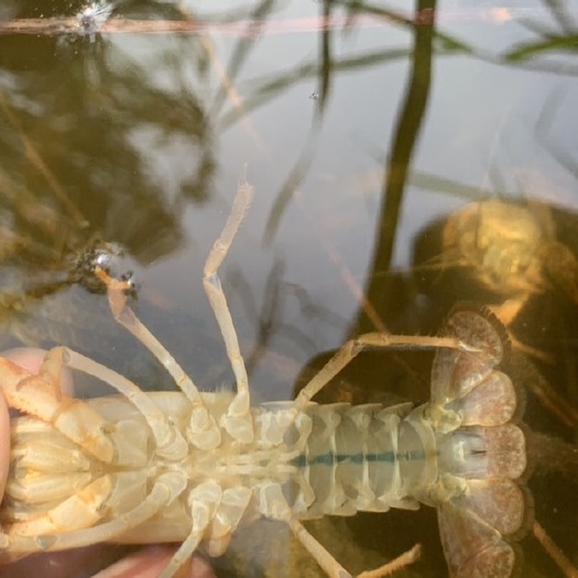 济南 清水小龙虾