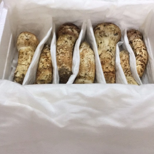东宁市松茸  东北松茸