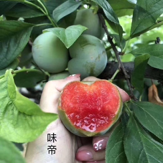 随县 帝王级李子【味帝】，绿皮红肉，味美多汁