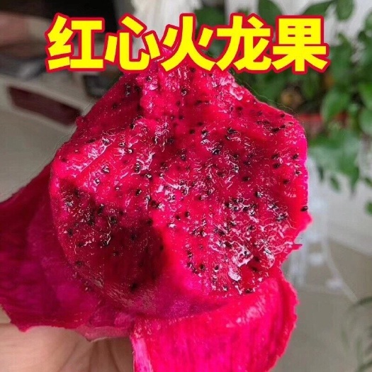 平阳县 红心火龙果，红色红如火，果肉可口美味