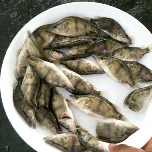 清远 桂花鱼苗