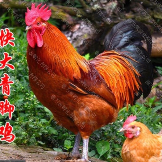 快大青脚麻鸡苗 铁脚麻鸡苗 厂家直销 品质保证全国发货