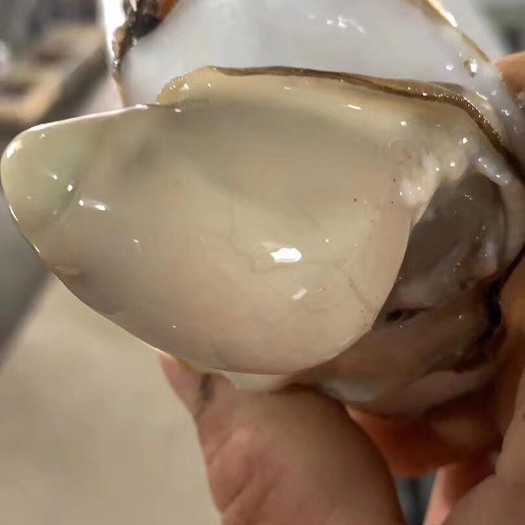 乳山市乳山牡蛎 海水 3-4两/只 鲜活水产