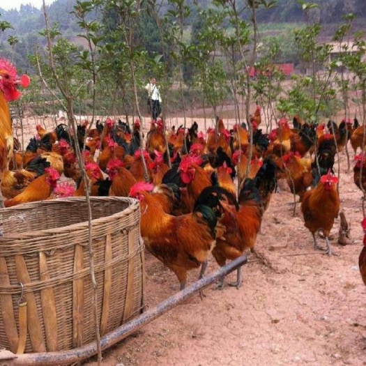 重庆市青脚土鸡苗 2斤左右青脚土鸡脱温鸡，90%公，疫苗全做，价格美