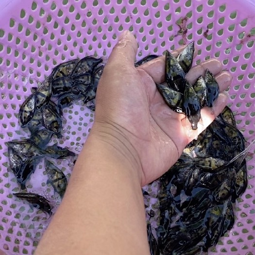 宿迁桂鱼苗 统货