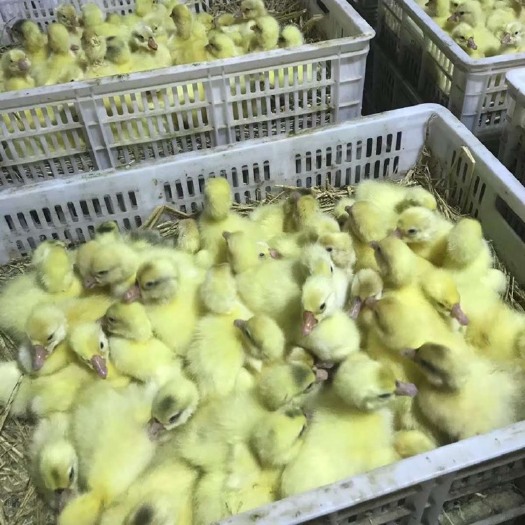沭阳县大三花鹅苗 大三花发货