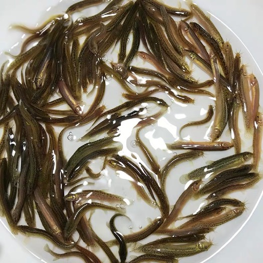 清远泥鳅苗 泥鳅鱼苗