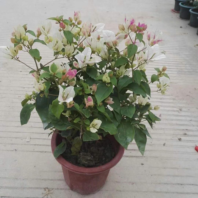 多品种三角梅