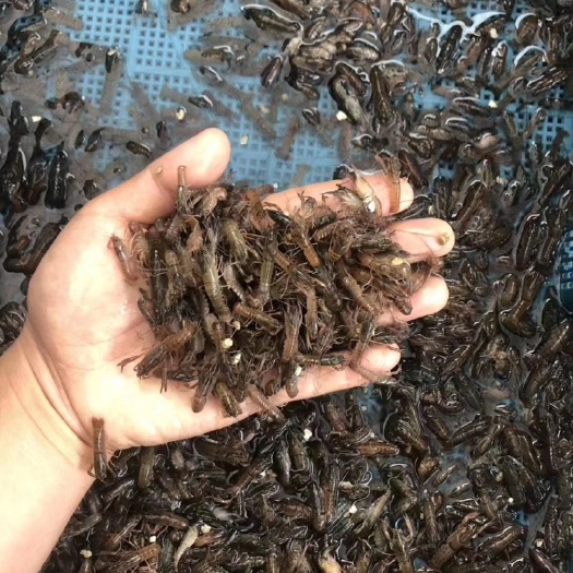 清远 澳洲大龙虾苗