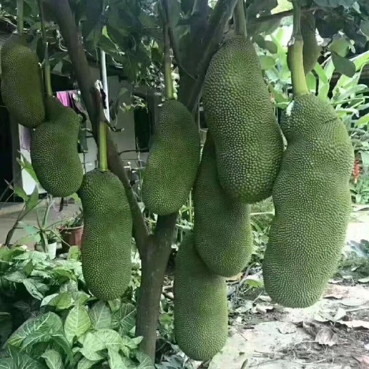 灵山县马一号菠萝蜜苗 果型大 长 一个40斤 带土带叶发货