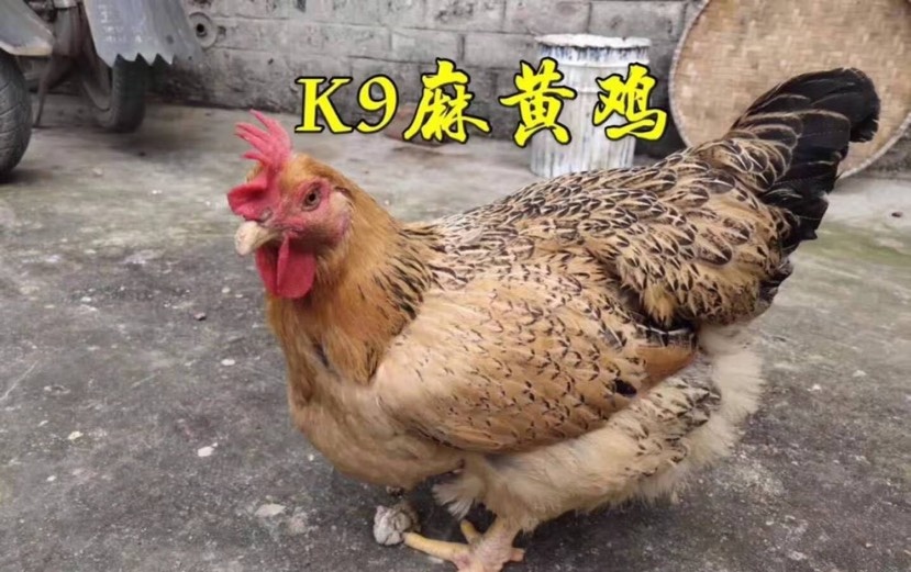 南宁K9麻黄鸡苗 K9麻黄鸡