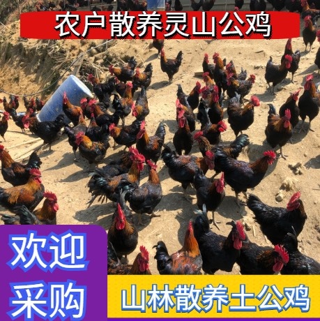 南平肉鸡  【灵山公鸡】【跑山鸡】天数够，体型好，毛色好