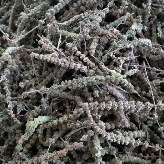 玉林长期供应｛荆芥穗｝可批量可零售量大从优【包邮】