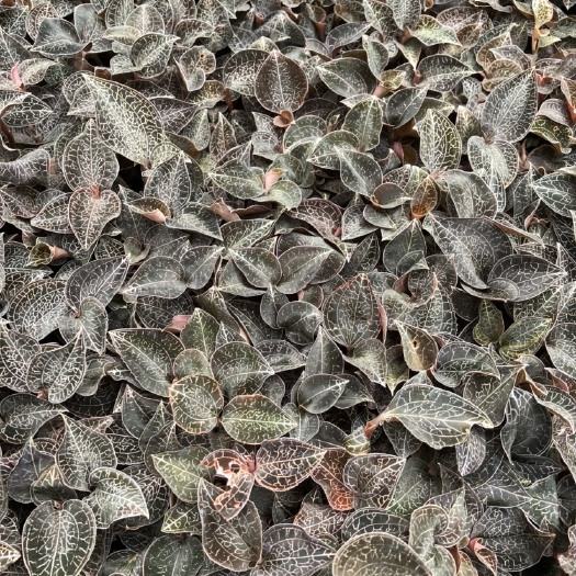 河池大棚种植金线莲鲜品