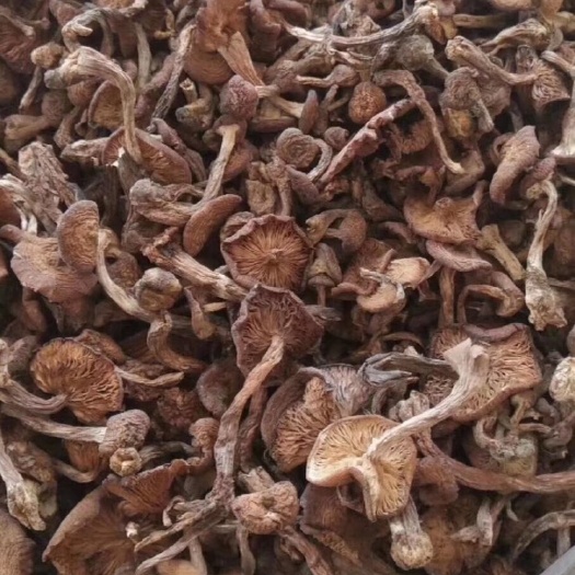 大箐山县草菇 黑龙江伊春深山小蘑菇供应。
