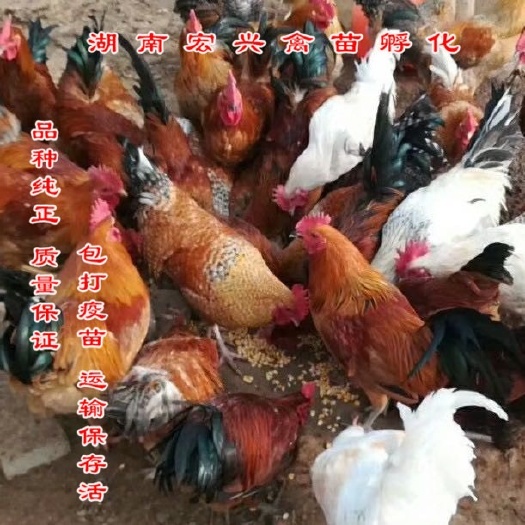 衡阳 厂家热销正宗柴鸡苗红毛公鸡苗乌鸡苗土鸡苗