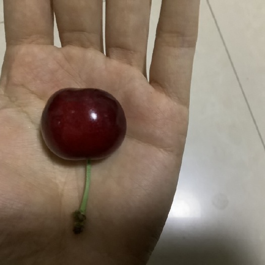 栖霞市红灯樱桃 自家果园中的 保质保量