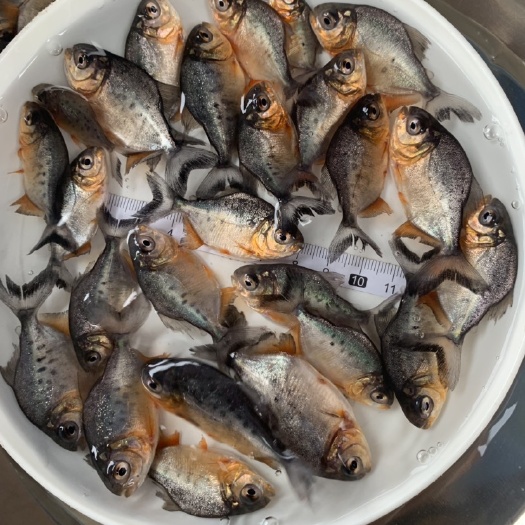 清远 淡水白鲳鱼鱼苗