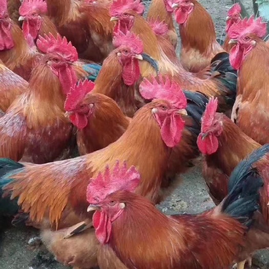 钦州土杂鸡  玉米粉料公鸡杂生鸡170天 两指高冠 均5.45 20000