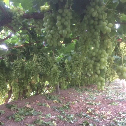 吐鲁番 吐鲁番自己家种植的葡萄。无核白葡萄。香妃葡萄。