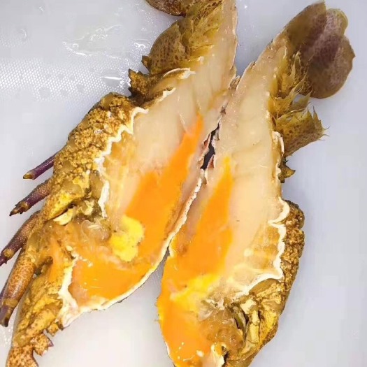  犀牛虾琵琶虾龙虾排虾南沙岛