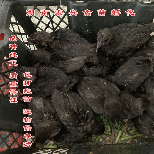 衡阳脱温五黑绿壳蛋鸡苗  厂家直销一月龄脱温五黑鸡苗做好疫苗鸡群健康专车送货上门