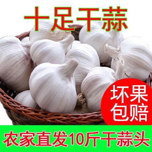 大冶市金乡大蒜 6cm以上
