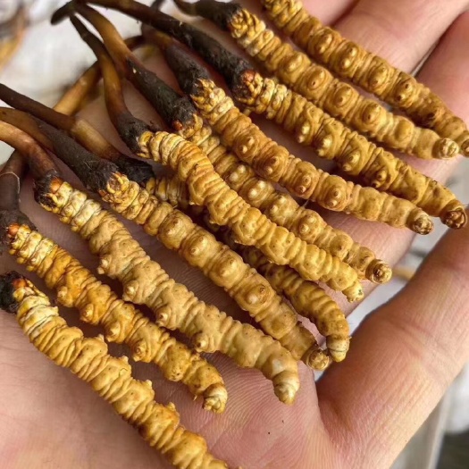 玛沁县冬虫夏草 超二级鲜草
