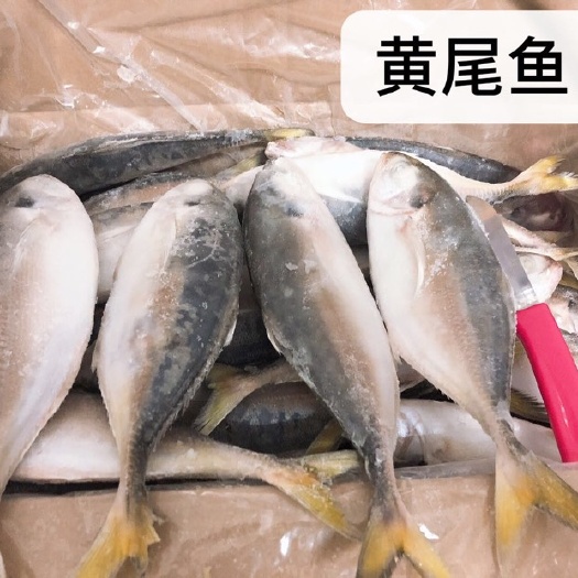 北海冷冻黄尾鱼 自家渔船速冻，质量保证