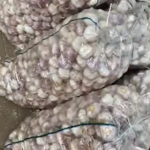 菏泽紫皮蒜  山东大蒜紫皮大蒜、性价比超高