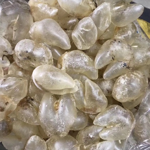 北海 鸡泡胶，又名刺龟鱼胶