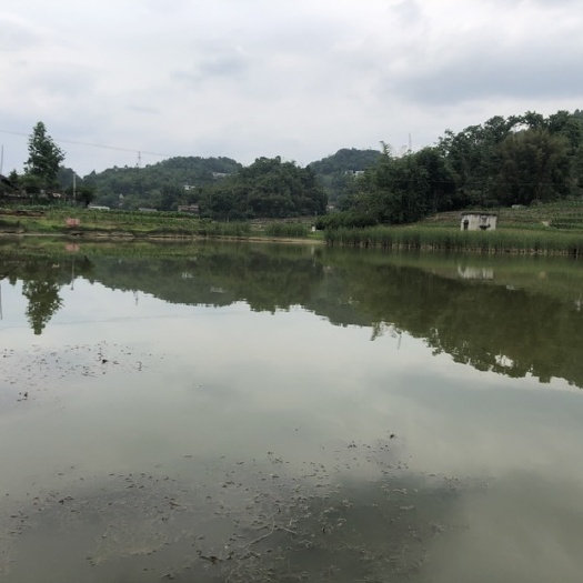 筠连县坑塘 转让 5~10年 100~500亩