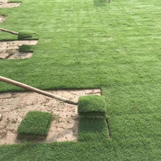 句容市 绿化工程矮生百慕大狗牙根天堂草夏威夷沙坪果岭草真草坪草皮