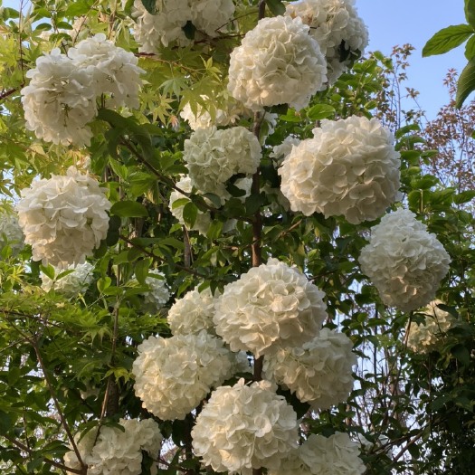 沭阳县供应盆栽中华木绣球斗球花大小苗