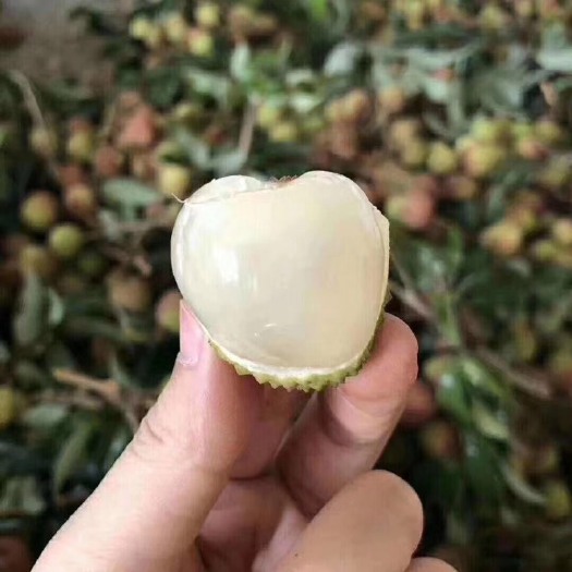 浦北县妃子笑荔枝 妃子笑