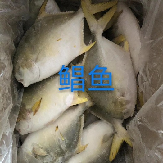 北海金鲳鱼 金昌鱼