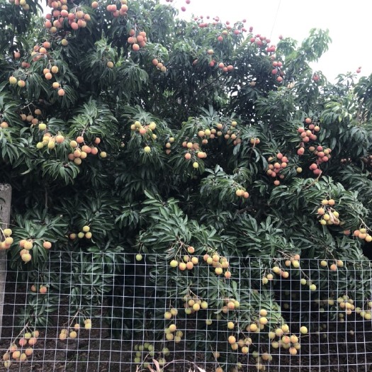 阳西县桂味荔枝 玉何包，桂味，黑叶