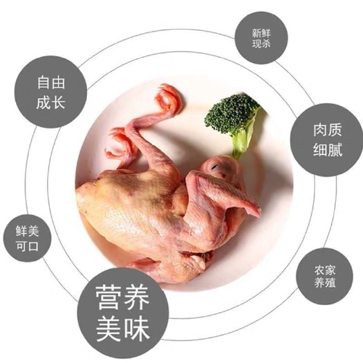 沛县白条鸽  白羽王白条肉鸽现杀冰鲜长期大量供应杀好7两